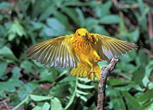 Parulidae: Yellow Warbler (Dendroica petechia)