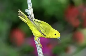 Parulidae: Yellow Warbler (Dendroica petechia)