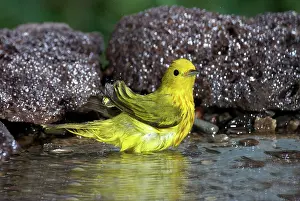 Parulidae: Yellow Warbler (Dendroica petechia)