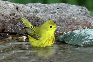 Parulidae: Yellow Warbler (Dendroica petechia)