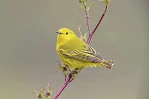 Dendroica: Yellow Warbler, Dendroica petechia. Male in breeding territo