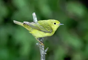 Parulidae: Yellow Warbler (Dendroica petechia) female
