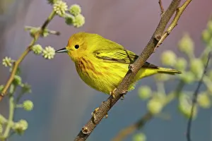 Padre: Yellow Warbler (Dendroica petechia) male