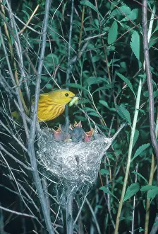 Parulidae: Yellow Warbler Feeding Chicks