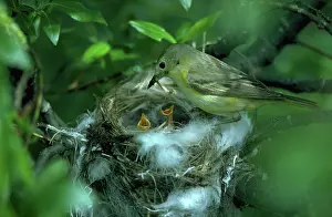 Nourishment: Yellow warbler feeding her young