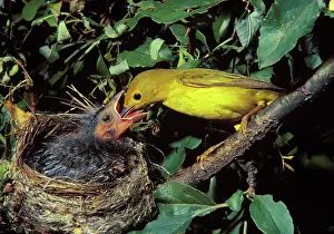Yellow warbler feeds cowbird chick