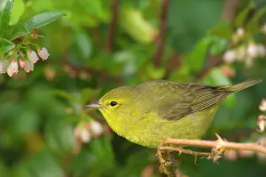 Petechia: Yellow Warbler - Female perched on branch, Spring