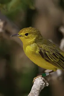 Parulidae: Yellow Warbler with leg band