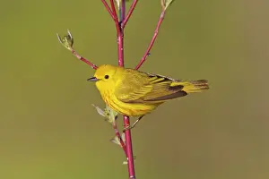 Petechia: Yellow Warbler - male