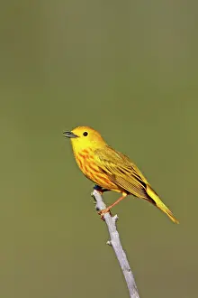 Petechia: Yellow Warbler - male - in May