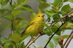 Petechia: Yellow Warbler - Male, Spring. A common warbler
