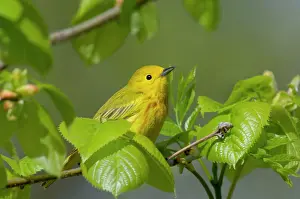 Petechia: Yellow Warbler - Male, Spring. A common warbler