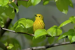 Petechia: Yellow Warbler - Male, Spring. A common warbler