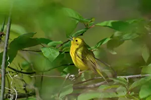 Petechia: Yellow Warbler - Male, Spring. A common warbler