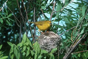 Parulidae: Yellow Warbler on Nest