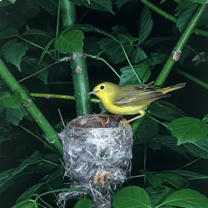 Parulidae: Yellow Warbler at Nest