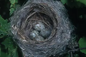Parulidae: Yellow Warbler Nest and Eggs