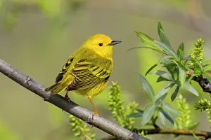 Petechia: Yellow Warbler - newly arrived bird on nesting territory - E