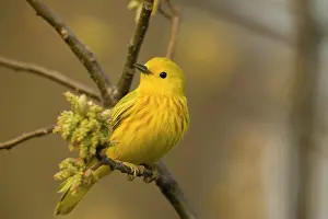 Petechia: Yellow Warbler - Perched on branch