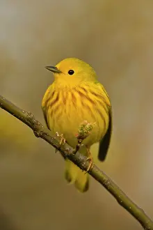 Petechia: Yellow Warbler - Perched on branch