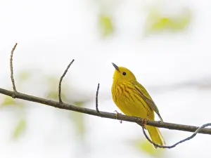 Migration: Yellow Warbler Setophaga petechia Magee Marsh, Ohio