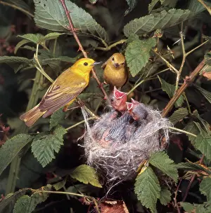 Parulidae: Yellow Warblers and Chicks