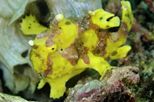 Maculatus: Yellow Warty Frogfish Wainilu dive site, Rinca Island