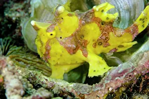 Maculatus: Yellow Warty Frogfish Wainilu dive site, Rinca Island