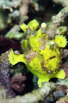 Maculatus: Yellow Warty Frogfish Wainilu dive site, Rinca Island