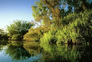 Billabongs: Yellow Water billabong with Bamboo, Paperbarks