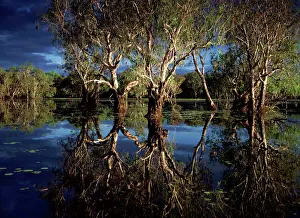 Billabongs: Yellow Water billabong with Paperbark forest -