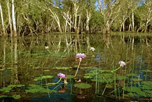 Billabongs: Yellow Water billabong with waterlilies & Paperbarks