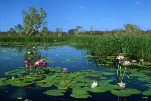Billabongs: Yellow Water billabong with waterlilies (two colour