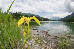 Veneto: The yellow or water flag (Iris pseudacorus) growing on mountain lakeshore, Veneto, Italy