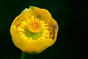 Lutea: Yellow Water-lily (Nuphar lutea) flourishing ag