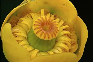 Lutea: Yellow Water-lily (Nuphar lutea) flourishing, T