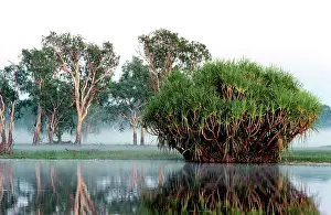 Paperbark: Yellow Water with Paperbark and Pandanus Kakadu