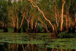 Billabongs: Yellow Water - Paperbark Swamp