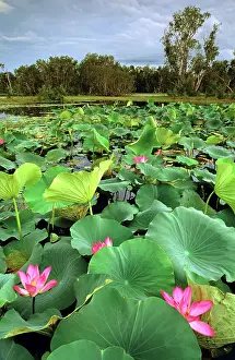 Nelumbo: Yellow Water, paperbark swamp with Lotus lilies