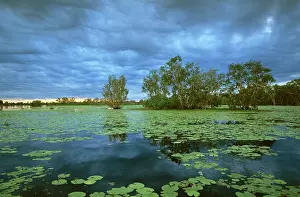 Nelumbo: Yellow Water, Paperbark swamp with Water lilies