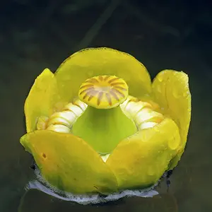Stigma: Yellow Waterlily