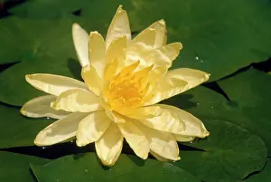 Waterlilies: YELLOW WATERLILY