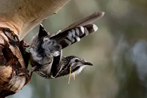 Hobart: Yellow Wattlebird - At Peter Murrell Reserve - near
