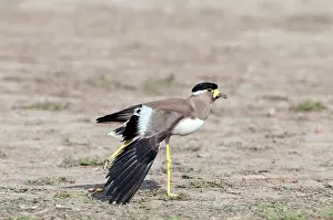 Wattled: Yellow-wattled lapwing