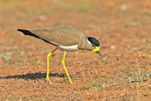 Wattled: Yellow-wattled Lapwing