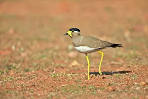 Wattled: Yellow-wattled Lapwing