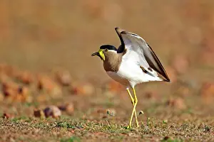 Wattled: Yellow-wattled Lapwing