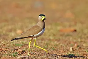 Wattled: Yellow-wattled Lapwing