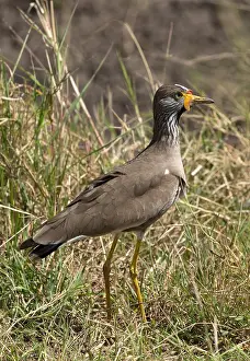 Wattled: Yellow-wattled lapwing, or plover, Vanellus senegallus