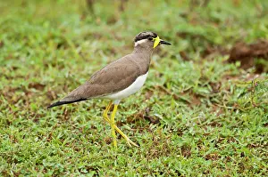 Wattled: Yellow-wattled Lapwing - walking in short vegetation